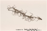 藏品(日本松蘿)的圖片